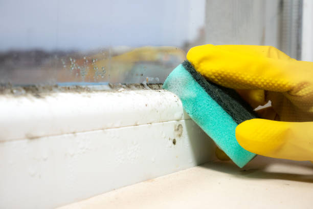 Best Residential Mold Inspection & Testing  in Almont, MI